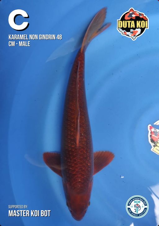 Lelang Koi Online, Jual Beli Ikan Koi, Pusat Jual Beli Koi, Info Lelang Koi Hari Ini, Platform Jual Beli Koi, Jual Beli Ikan Koi Online, Marketplace Ikan Koi, Jual Koi Terbaik, Tempat Beli Koi Berkualitas, Pasar Ikan Koi Online Terpercaya, Penjual Ikan Koi Terpercaya, Beli Koi Hias Online, Ikan Koi untuk Dijual, Koi Kualitas Terbaik, Toko Online Ikan Koi, Koi Hias Untuk Dijual, Jual Beli Ikan Koi Lokal, Koi Indonesia Online, Pusat Jual Beli Koi Terbesar