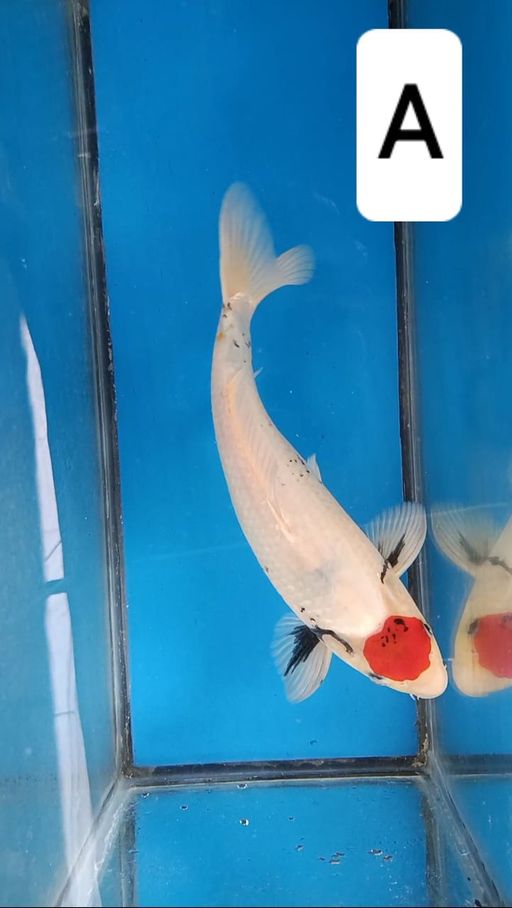 Lelang Koi Online, Jual Beli Ikan Koi, Pusat Jual Beli Koi, Info Lelang Koi Hari Ini, Platform Jual Beli Koi, Jual Beli Ikan Koi Online, Marketplace Ikan Koi, Jual Koi Terbaik, Tempat Beli Koi Berkualitas, Pasar Ikan Koi Online Terpercaya, Penjual Ikan Koi Terpercaya, Beli Koi Hias Online, Ikan Koi untuk Dijual, Koi Kualitas Terbaik, Toko Online Ikan Koi, Koi Hias Untuk Dijual, Jual Beli Ikan Koi Lokal, Koi Indonesia Online, Pusat Jual Beli Koi Terbesar