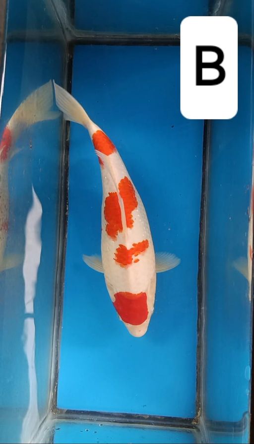 Lelang Koi Online, Jual Beli Ikan Koi, Pusat Jual Beli Koi, Info Lelang Koi Hari Ini, Platform Jual Beli Koi, Jual Beli Ikan Koi Online, Marketplace Ikan Koi, Jual Koi Terbaik, Tempat Beli Koi Berkualitas, Pasar Ikan Koi Online Terpercaya, Penjual Ikan Koi Terpercaya, Beli Koi Hias Online, Ikan Koi untuk Dijual, Koi Kualitas Terbaik, Toko Online Ikan Koi, Koi Hias Untuk Dijual, Jual Beli Ikan Koi Lokal, Koi Indonesia Online, Pusat Jual Beli Koi Terbesar