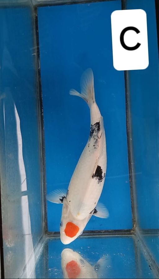 Lelang Koi Online, Jual Beli Ikan Koi, Pusat Jual Beli Koi, Info Lelang Koi Hari Ini, Platform Jual Beli Koi, Jual Beli Ikan Koi Online, Marketplace Ikan Koi, Jual Koi Terbaik, Tempat Beli Koi Berkualitas, Pasar Ikan Koi Online Terpercaya, Penjual Ikan Koi Terpercaya, Beli Koi Hias Online, Ikan Koi untuk Dijual, Koi Kualitas Terbaik, Toko Online Ikan Koi, Koi Hias Untuk Dijual, Jual Beli Ikan Koi Lokal, Koi Indonesia Online, Pusat Jual Beli Koi Terbesar