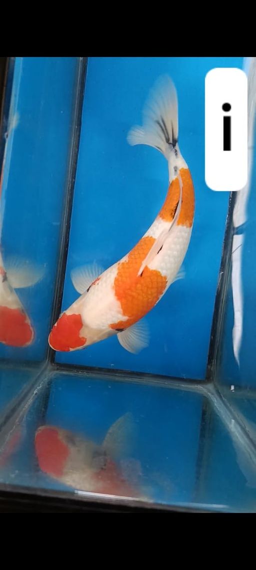 Lelang Koi Online, Jual Beli Ikan Koi, Pusat Jual Beli Koi, Info Lelang Koi Hari Ini, Platform Jual Beli Koi, Jual Beli Ikan Koi Online, Marketplace Ikan Koi, Jual Koi Terbaik, Tempat Beli Koi Berkualitas, Pasar Ikan Koi Online Terpercaya, Penjual Ikan Koi Terpercaya, Beli Koi Hias Online, Ikan Koi untuk Dijual, Koi Kualitas Terbaik, Toko Online Ikan Koi, Koi Hias Untuk Dijual, Jual Beli Ikan Koi Lokal, Koi Indonesia Online, Pusat Jual Beli Koi Terbesar