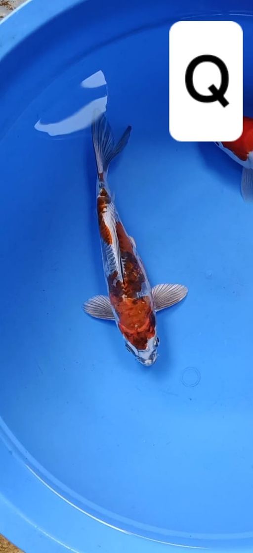 Lelang Koi Online, Jual Beli Ikan Koi, Pusat Jual Beli Koi, Info Lelang Koi Hari Ini, Platform Jual Beli Koi, Jual Beli Ikan Koi Online, Marketplace Ikan Koi, Jual Koi Terbaik, Tempat Beli Koi Berkualitas, Pasar Ikan Koi Online Terpercaya, Penjual Ikan Koi Terpercaya, Beli Koi Hias Online, Ikan Koi untuk Dijual, Koi Kualitas Terbaik, Toko Online Ikan Koi, Koi Hias Untuk Dijual, Jual Beli Ikan Koi Lokal, Koi Indonesia Online, Pusat Jual Beli Koi Terbesar