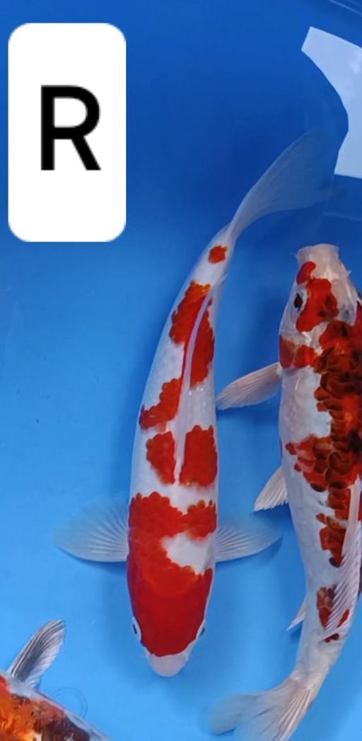 Lelang Koi Online, Jual Beli Ikan Koi, Pusat Jual Beli Koi, Info Lelang Koi Hari Ini, Platform Jual Beli Koi, Jual Beli Ikan Koi Online, Marketplace Ikan Koi, Jual Koi Terbaik, Tempat Beli Koi Berkualitas, Pasar Ikan Koi Online Terpercaya, Penjual Ikan Koi Terpercaya, Beli Koi Hias Online, Ikan Koi untuk Dijual, Koi Kualitas Terbaik, Toko Online Ikan Koi, Koi Hias Untuk Dijual, Jual Beli Ikan Koi Lokal, Koi Indonesia Online, Pusat Jual Beli Koi Terbesar