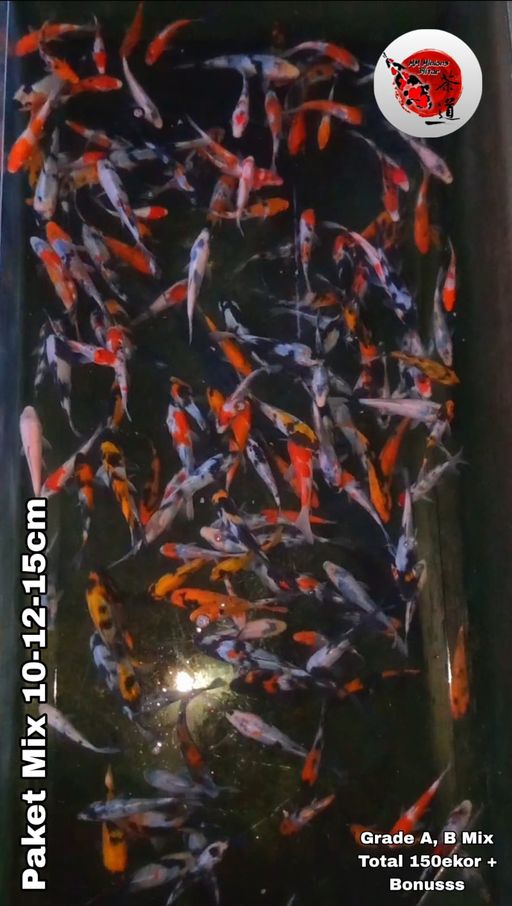 Lelang Koi Online, Jual Beli Ikan Koi, Pusat Jual Beli Koi, Info Lelang Koi Hari Ini, Platform Jual Beli Koi, Jual Beli Ikan Koi Online, Marketplace Ikan Koi, Jual Koi Terbaik, Tempat Beli Koi Berkualitas, Pasar Ikan Koi Online Terpercaya, Penjual Ikan Koi Terpercaya, Beli Koi Hias Online, Ikan Koi untuk Dijual, Koi Kualitas Terbaik, Toko Online Ikan Koi, Koi Hias Untuk Dijual, Jual Beli Ikan Koi Lokal, Koi Indonesia Online, Pusat Jual Beli Koi Terbesar