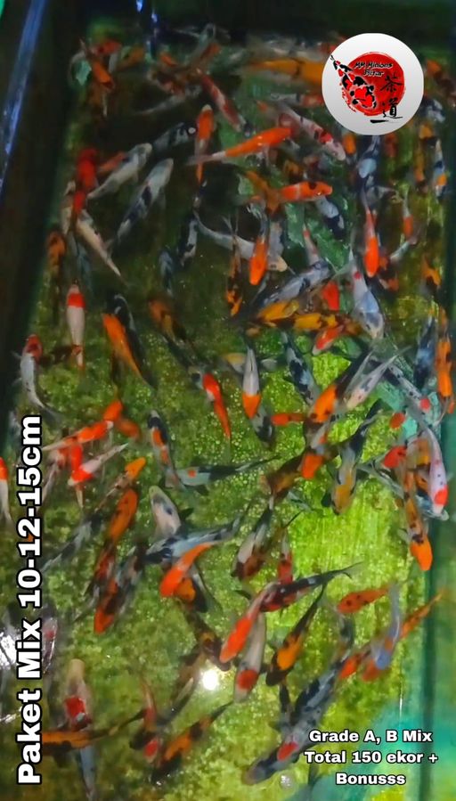 Lelang Koi Online, Jual Beli Ikan Koi, Pusat Jual Beli Koi, Info Lelang Koi Hari Ini, Platform Jual Beli Koi, Jual Beli Ikan Koi Online, Marketplace Ikan Koi, Jual Koi Terbaik, Tempat Beli Koi Berkualitas, Pasar Ikan Koi Online Terpercaya, Penjual Ikan Koi Terpercaya, Beli Koi Hias Online, Ikan Koi untuk Dijual, Koi Kualitas Terbaik, Toko Online Ikan Koi, Koi Hias Untuk Dijual, Jual Beli Ikan Koi Lokal, Koi Indonesia Online, Pusat Jual Beli Koi Terbesar
