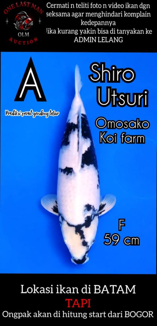 Lelang Koi Online, Jual Beli Ikan Koi, Pusat Jual Beli Koi, Info Lelang Koi Hari Ini, Platform Jual Beli Koi, Jual Beli Ikan Koi Online, Marketplace Ikan Koi, Jual Koi Terbaik, Tempat Beli Koi Berkualitas, Pasar Ikan Koi Online Terpercaya, Penjual Ikan Koi Terpercaya, Beli Koi Hias Online, Ikan Koi untuk Dijual, Koi Kualitas Terbaik, Toko Online Ikan Koi, Koi Hias Untuk Dijual, Jual Beli Ikan Koi Lokal, Koi Indonesia Online, Pusat Jual Beli Koi Terbesar