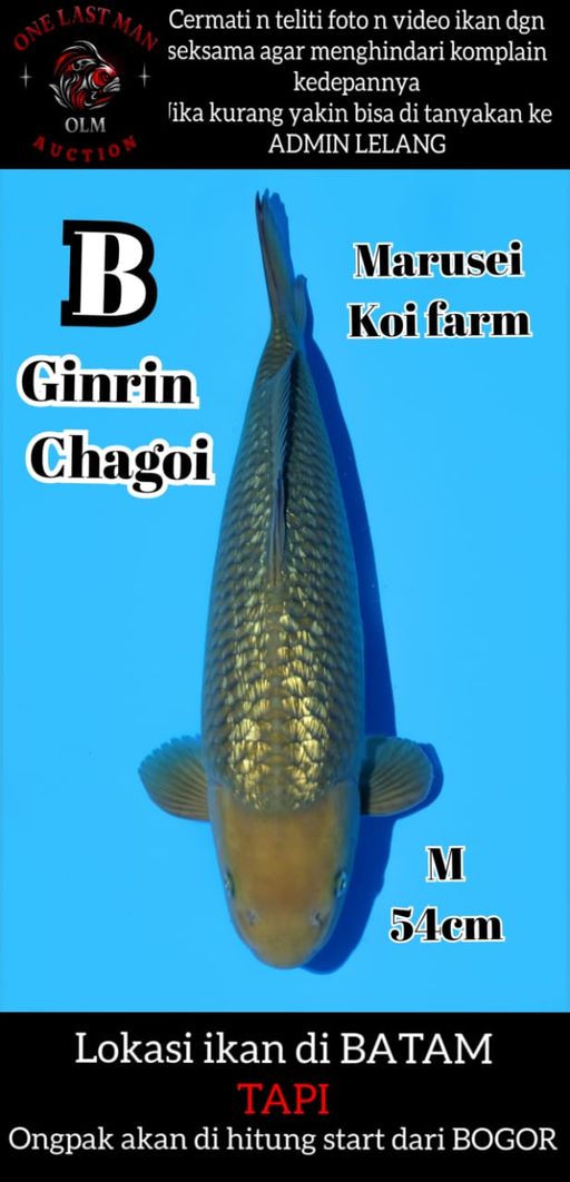 Lelang Koi Online, Jual Beli Ikan Koi, Pusat Jual Beli Koi, Info Lelang Koi Hari Ini, Platform Jual Beli Koi, Jual Beli Ikan Koi Online, Marketplace Ikan Koi, Jual Koi Terbaik, Tempat Beli Koi Berkualitas, Pasar Ikan Koi Online Terpercaya, Penjual Ikan Koi Terpercaya, Beli Koi Hias Online, Ikan Koi untuk Dijual, Koi Kualitas Terbaik, Toko Online Ikan Koi, Koi Hias Untuk Dijual, Jual Beli Ikan Koi Lokal, Koi Indonesia Online, Pusat Jual Beli Koi Terbesar
