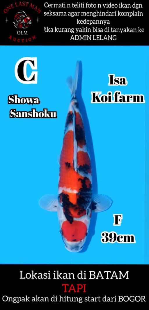 Lelang Koi Online, Jual Beli Ikan Koi, Pusat Jual Beli Koi, Info Lelang Koi Hari Ini, Platform Jual Beli Koi, Jual Beli Ikan Koi Online, Marketplace Ikan Koi, Jual Koi Terbaik, Tempat Beli Koi Berkualitas, Pasar Ikan Koi Online Terpercaya, Penjual Ikan Koi Terpercaya, Beli Koi Hias Online, Ikan Koi untuk Dijual, Koi Kualitas Terbaik, Toko Online Ikan Koi, Koi Hias Untuk Dijual, Jual Beli Ikan Koi Lokal, Koi Indonesia Online, Pusat Jual Beli Koi Terbesar