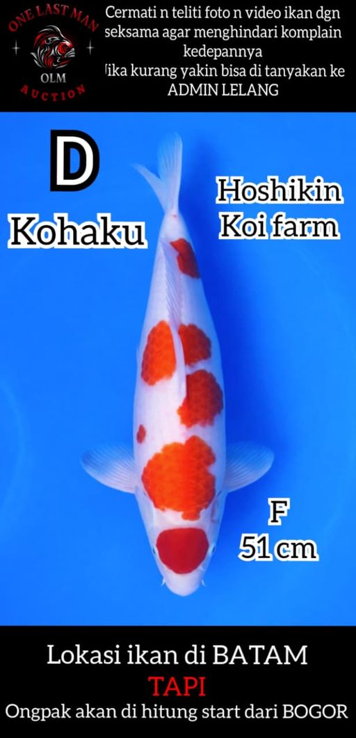 Lelang Koi Online, Jual Beli Ikan Koi, Pusat Jual Beli Koi, Info Lelang Koi Hari Ini, Platform Jual Beli Koi, Jual Beli Ikan Koi Online, Marketplace Ikan Koi, Jual Koi Terbaik, Tempat Beli Koi Berkualitas, Pasar Ikan Koi Online Terpercaya, Penjual Ikan Koi Terpercaya, Beli Koi Hias Online, Ikan Koi untuk Dijual, Koi Kualitas Terbaik, Toko Online Ikan Koi, Koi Hias Untuk Dijual, Jual Beli Ikan Koi Lokal, Koi Indonesia Online, Pusat Jual Beli Koi Terbesar