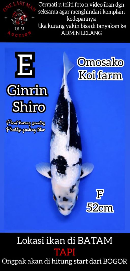 Lelang Koi Online, Jual Beli Ikan Koi, Pusat Jual Beli Koi, Info Lelang Koi Hari Ini, Platform Jual Beli Koi, Jual Beli Ikan Koi Online, Marketplace Ikan Koi, Jual Koi Terbaik, Tempat Beli Koi Berkualitas, Pasar Ikan Koi Online Terpercaya, Penjual Ikan Koi Terpercaya, Beli Koi Hias Online, Ikan Koi untuk Dijual, Koi Kualitas Terbaik, Toko Online Ikan Koi, Koi Hias Untuk Dijual, Jual Beli Ikan Koi Lokal, Koi Indonesia Online, Pusat Jual Beli Koi Terbesar