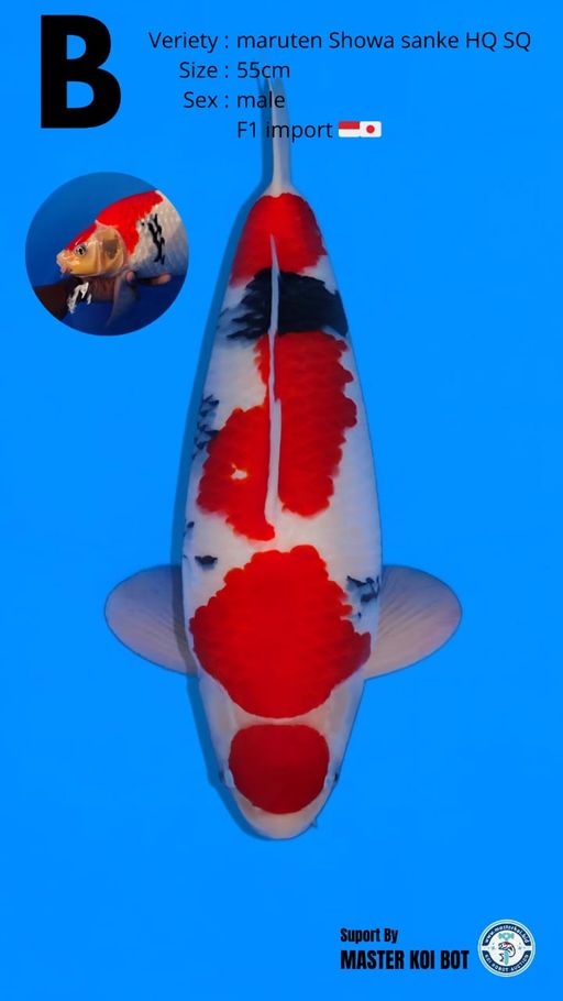 Lelang Koi Online, Jual Beli Ikan Koi, Pusat Jual Beli Koi, Info Lelang Koi Hari Ini, Platform Jual Beli Koi, Jual Beli Ikan Koi Online, Marketplace Ikan Koi, Jual Koi Terbaik, Tempat Beli Koi Berkualitas, Pasar Ikan Koi Online Terpercaya, Penjual Ikan Koi Terpercaya, Beli Koi Hias Online, Ikan Koi untuk Dijual, Koi Kualitas Terbaik, Toko Online Ikan Koi, Koi Hias Untuk Dijual, Jual Beli Ikan Koi Lokal, Koi Indonesia Online, Pusat Jual Beli Koi Terbesar