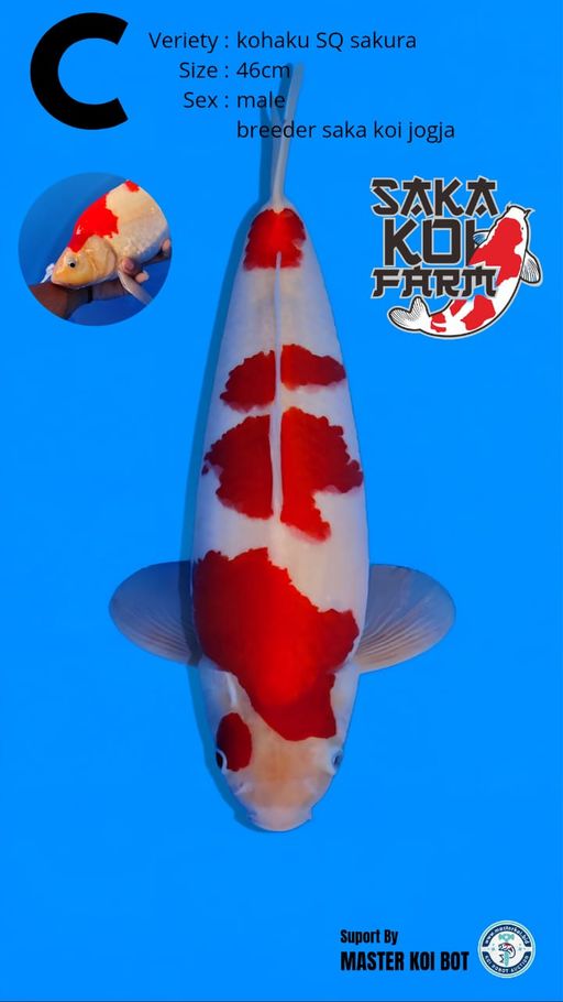 Lelang Koi Online, Jual Beli Ikan Koi, Pusat Jual Beli Koi, Info Lelang Koi Hari Ini, Platform Jual Beli Koi, Jual Beli Ikan Koi Online, Marketplace Ikan Koi, Jual Koi Terbaik, Tempat Beli Koi Berkualitas, Pasar Ikan Koi Online Terpercaya, Penjual Ikan Koi Terpercaya, Beli Koi Hias Online, Ikan Koi untuk Dijual, Koi Kualitas Terbaik, Toko Online Ikan Koi, Koi Hias Untuk Dijual, Jual Beli Ikan Koi Lokal, Koi Indonesia Online, Pusat Jual Beli Koi Terbesar