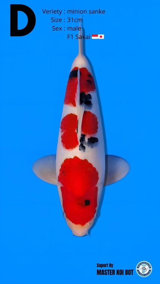 Lelang Koi Online, Jual Beli Ikan Koi, Pusat Jual Beli Koi, Info Lelang Koi Hari Ini, Platform Jual Beli Koi, Jual Beli Ikan Koi Online, Marketplace Ikan Koi, Jual Koi Terbaik, Tempat Beli Koi Berkualitas, Pasar Ikan Koi Online Terpercaya, Penjual Ikan Koi Terpercaya, Beli Koi Hias Online, Ikan Koi untuk Dijual, Koi Kualitas Terbaik, Toko Online Ikan Koi, Koi Hias Untuk Dijual, Jual Beli Ikan Koi Lokal, Koi Indonesia Online, Pusat Jual Beli Koi Terbesar