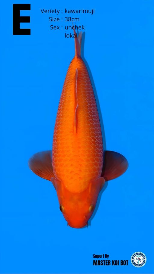 Lelang Koi Online, Jual Beli Ikan Koi, Pusat Jual Beli Koi, Info Lelang Koi Hari Ini, Platform Jual Beli Koi, Jual Beli Ikan Koi Online, Marketplace Ikan Koi, Jual Koi Terbaik, Tempat Beli Koi Berkualitas, Pasar Ikan Koi Online Terpercaya, Penjual Ikan Koi Terpercaya, Beli Koi Hias Online, Ikan Koi untuk Dijual, Koi Kualitas Terbaik, Toko Online Ikan Koi, Koi Hias Untuk Dijual, Jual Beli Ikan Koi Lokal, Koi Indonesia Online, Pusat Jual Beli Koi Terbesar