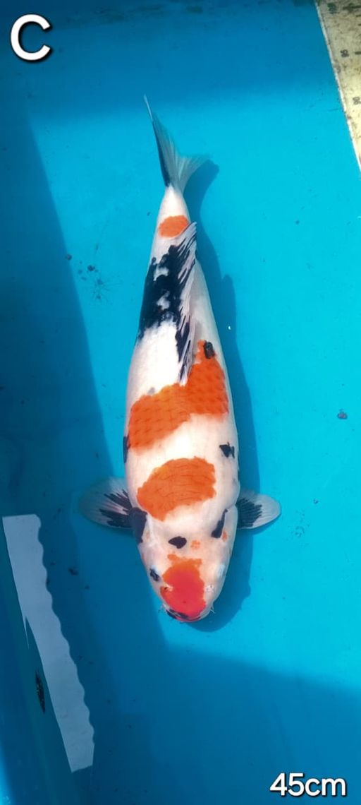 Lelang Koi Online, Jual Beli Ikan Koi, Pusat Jual Beli Koi, Info Lelang Koi Hari Ini, Platform Jual Beli Koi, Jual Beli Ikan Koi Online, Marketplace Ikan Koi, Jual Koi Terbaik, Tempat Beli Koi Berkualitas, Pasar Ikan Koi Online Terpercaya, Penjual Ikan Koi Terpercaya, Beli Koi Hias Online, Ikan Koi untuk Dijual, Koi Kualitas Terbaik, Toko Online Ikan Koi, Koi Hias Untuk Dijual, Jual Beli Ikan Koi Lokal, Koi Indonesia Online, Pusat Jual Beli Koi Terbesar