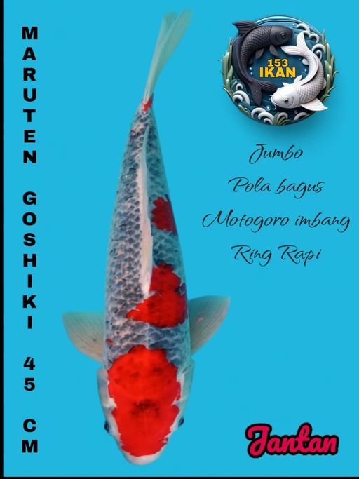 Lelang Koi Online, Jual Beli Ikan Koi, Pusat Jual Beli Koi, Info Lelang Koi Hari Ini, Platform Jual Beli Koi, Jual Beli Ikan Koi Online, Marketplace Ikan Koi, Jual Koi Terbaik, Tempat Beli Koi Berkualitas, Pasar Ikan Koi Online Terpercaya, Penjual Ikan Koi Terpercaya, Beli Koi Hias Online, Ikan Koi untuk Dijual, Koi Kualitas Terbaik, Toko Online Ikan Koi, Koi Hias Untuk Dijual, Jual Beli Ikan Koi Lokal, Koi Indonesia Online, Pusat Jual Beli Koi Terbesar