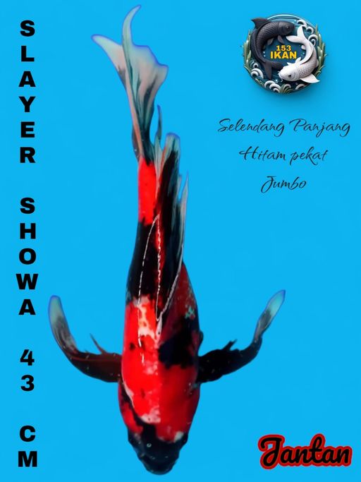 Lelang Koi Online, Jual Beli Ikan Koi, Pusat Jual Beli Koi, Info Lelang Koi Hari Ini, Platform Jual Beli Koi, Jual Beli Ikan Koi Online, Marketplace Ikan Koi, Jual Koi Terbaik, Tempat Beli Koi Berkualitas, Pasar Ikan Koi Online Terpercaya, Penjual Ikan Koi Terpercaya, Beli Koi Hias Online, Ikan Koi untuk Dijual, Koi Kualitas Terbaik, Toko Online Ikan Koi, Koi Hias Untuk Dijual, Jual Beli Ikan Koi Lokal, Koi Indonesia Online, Pusat Jual Beli Koi Terbesar