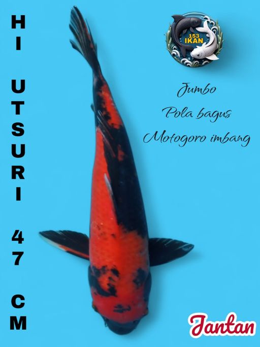 Lelang Koi Online, Jual Beli Ikan Koi, Pusat Jual Beli Koi, Info Lelang Koi Hari Ini, Platform Jual Beli Koi, Jual Beli Ikan Koi Online, Marketplace Ikan Koi, Jual Koi Terbaik, Tempat Beli Koi Berkualitas, Pasar Ikan Koi Online Terpercaya, Penjual Ikan Koi Terpercaya, Beli Koi Hias Online, Ikan Koi untuk Dijual, Koi Kualitas Terbaik, Toko Online Ikan Koi, Koi Hias Untuk Dijual, Jual Beli Ikan Koi Lokal, Koi Indonesia Online, Pusat Jual Beli Koi Terbesar