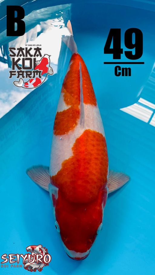 Lelang Koi Online, Jual Beli Ikan Koi, Pusat Jual Beli Koi, Info Lelang Koi Hari Ini, Platform Jual Beli Koi, Jual Beli Ikan Koi Online, Marketplace Ikan Koi, Jual Koi Terbaik, Tempat Beli Koi Berkualitas, Pasar Ikan Koi Online Terpercaya, Penjual Ikan Koi Terpercaya, Beli Koi Hias Online, Ikan Koi untuk Dijual, Koi Kualitas Terbaik, Toko Online Ikan Koi, Koi Hias Untuk Dijual, Jual Beli Ikan Koi Lokal, Koi Indonesia Online, Pusat Jual Beli Koi Terbesar