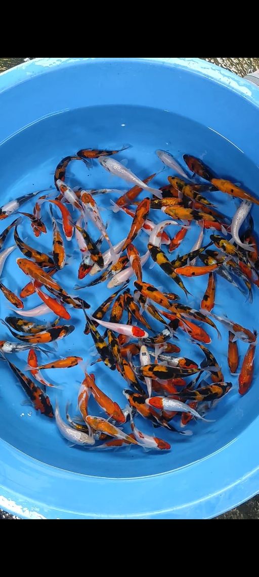 Lelang Koi Online, Jual Beli Ikan Koi, Pusat Jual Beli Koi, Info Lelang Koi Hari Ini, Platform Jual Beli Koi, Jual Beli Ikan Koi Online, Marketplace Ikan Koi, Jual Koi Terbaik, Tempat Beli Koi Berkualitas, Pasar Ikan Koi Online Terpercaya, Penjual Ikan Koi Terpercaya, Beli Koi Hias Online, Ikan Koi untuk Dijual, Koi Kualitas Terbaik, Toko Online Ikan Koi, Koi Hias Untuk Dijual, Jual Beli Ikan Koi Lokal, Koi Indonesia Online, Pusat Jual Beli Koi Terbesar