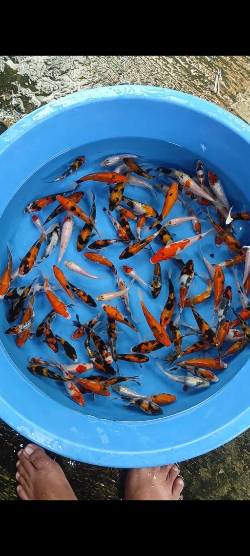 Lelang Koi Online, Jual Beli Ikan Koi, Pusat Jual Beli Koi, Info Lelang Koi Hari Ini, Platform Jual Beli Koi, Jual Beli Ikan Koi Online, Marketplace Ikan Koi, Jual Koi Terbaik, Tempat Beli Koi Berkualitas, Pasar Ikan Koi Online Terpercaya, Penjual Ikan Koi Terpercaya, Beli Koi Hias Online, Ikan Koi untuk Dijual, Koi Kualitas Terbaik, Toko Online Ikan Koi, Koi Hias Untuk Dijual, Jual Beli Ikan Koi Lokal, Koi Indonesia Online, Pusat Jual Beli Koi Terbesar