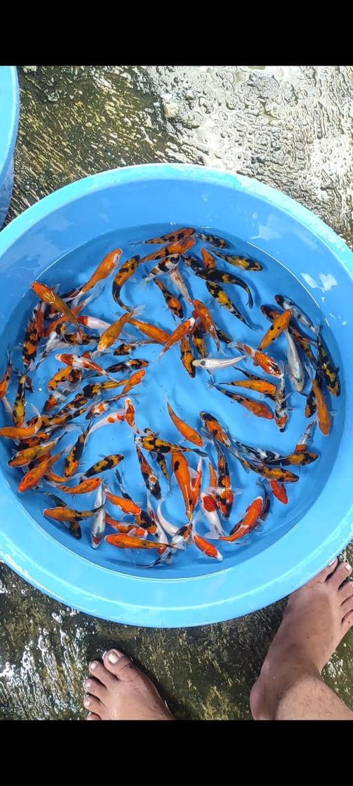 Lelang Koi Online, Jual Beli Ikan Koi, Pusat Jual Beli Koi, Info Lelang Koi Hari Ini, Platform Jual Beli Koi, Jual Beli Ikan Koi Online, Marketplace Ikan Koi, Jual Koi Terbaik, Tempat Beli Koi Berkualitas, Pasar Ikan Koi Online Terpercaya, Penjual Ikan Koi Terpercaya, Beli Koi Hias Online, Ikan Koi untuk Dijual, Koi Kualitas Terbaik, Toko Online Ikan Koi, Koi Hias Untuk Dijual, Jual Beli Ikan Koi Lokal, Koi Indonesia Online, Pusat Jual Beli Koi Terbesar