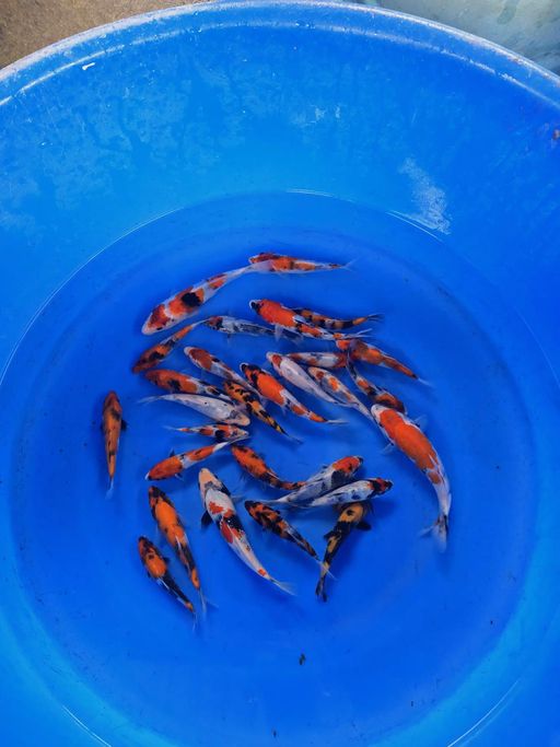 Lelang Koi Online, Jual Beli Ikan Koi, Pusat Jual Beli Koi, Info Lelang Koi Hari Ini, Platform Jual Beli Koi, Jual Beli Ikan Koi Online, Marketplace Ikan Koi, Jual Koi Terbaik, Tempat Beli Koi Berkualitas, Pasar Ikan Koi Online Terpercaya, Penjual Ikan Koi Terpercaya, Beli Koi Hias Online, Ikan Koi untuk Dijual, Koi Kualitas Terbaik, Toko Online Ikan Koi, Koi Hias Untuk Dijual, Jual Beli Ikan Koi Lokal, Koi Indonesia Online, Pusat Jual Beli Koi Terbesar