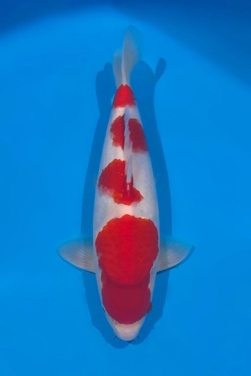 Lelang Koi Online, Jual Beli Ikan Koi, Pusat Jual Beli Koi, Info Lelang Koi Hari Ini, Platform Jual Beli Koi, Jual Beli Ikan Koi Online, Marketplace Ikan Koi, Jual Koi Terbaik, Tempat Beli Koi Berkualitas, Pasar Ikan Koi Online Terpercaya, Penjual Ikan Koi Terpercaya, Beli Koi Hias Online, Ikan Koi untuk Dijual, Koi Kualitas Terbaik, Toko Online Ikan Koi, Koi Hias Untuk Dijual, Jual Beli Ikan Koi Lokal, Koi Indonesia Online, Pusat Jual Beli Koi Terbesar