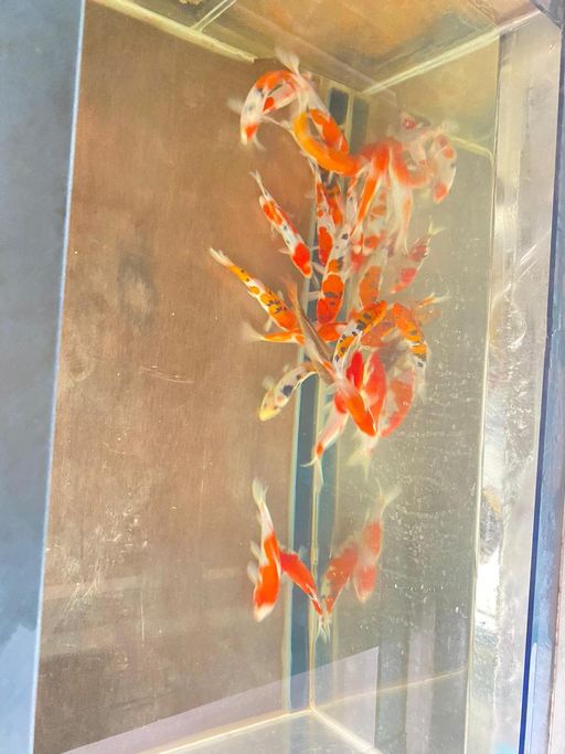 Lelang Koi Online, Jual Beli Ikan Koi, Pusat Jual Beli Koi, Info Lelang Koi Hari Ini, Platform Jual Beli Koi, Jual Beli Ikan Koi Online, Marketplace Ikan Koi, Jual Koi Terbaik, Tempat Beli Koi Berkualitas, Pasar Ikan Koi Online Terpercaya, Penjual Ikan Koi Terpercaya, Beli Koi Hias Online, Ikan Koi untuk Dijual, Koi Kualitas Terbaik, Toko Online Ikan Koi, Koi Hias Untuk Dijual, Jual Beli Ikan Koi Lokal, Koi Indonesia Online, Pusat Jual Beli Koi Terbesar