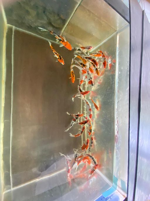 Lelang Koi Online, Jual Beli Ikan Koi, Pusat Jual Beli Koi, Info Lelang Koi Hari Ini, Platform Jual Beli Koi, Jual Beli Ikan Koi Online, Marketplace Ikan Koi, Jual Koi Terbaik, Tempat Beli Koi Berkualitas, Pasar Ikan Koi Online Terpercaya, Penjual Ikan Koi Terpercaya, Beli Koi Hias Online, Ikan Koi untuk Dijual, Koi Kualitas Terbaik, Toko Online Ikan Koi, Koi Hias Untuk Dijual, Jual Beli Ikan Koi Lokal, Koi Indonesia Online, Pusat Jual Beli Koi Terbesar