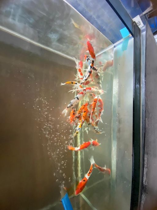 Lelang Koi Online, Jual Beli Ikan Koi, Pusat Jual Beli Koi, Info Lelang Koi Hari Ini, Platform Jual Beli Koi, Jual Beli Ikan Koi Online, Marketplace Ikan Koi, Jual Koi Terbaik, Tempat Beli Koi Berkualitas, Pasar Ikan Koi Online Terpercaya, Penjual Ikan Koi Terpercaya, Beli Koi Hias Online, Ikan Koi untuk Dijual, Koi Kualitas Terbaik, Toko Online Ikan Koi, Koi Hias Untuk Dijual, Jual Beli Ikan Koi Lokal, Koi Indonesia Online, Pusat Jual Beli Koi Terbesar