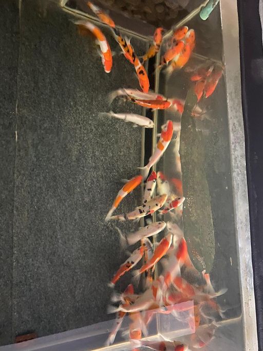 Lelang Koi Online, Jual Beli Ikan Koi, Pusat Jual Beli Koi, Info Lelang Koi Hari Ini, Platform Jual Beli Koi, Jual Beli Ikan Koi Online, Marketplace Ikan Koi, Jual Koi Terbaik, Tempat Beli Koi Berkualitas, Pasar Ikan Koi Online Terpercaya, Penjual Ikan Koi Terpercaya, Beli Koi Hias Online, Ikan Koi untuk Dijual, Koi Kualitas Terbaik, Toko Online Ikan Koi, Koi Hias Untuk Dijual, Jual Beli Ikan Koi Lokal, Koi Indonesia Online, Pusat Jual Beli Koi Terbesar