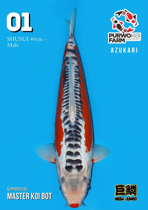 Lelang Koi Online, Jual Beli Ikan Koi, Pusat Jual Beli Koi, Info Lelang Koi Hari Ini, Platform Jual Beli Koi, Jual Beli Ikan Koi Online, Marketplace Ikan Koi, Jual Koi Terbaik, Tempat Beli Koi Berkualitas, Pasar Ikan Koi Online Terpercaya, Penjual Ikan Koi Terpercaya, Beli Koi Hias Online, Ikan Koi untuk Dijual, Koi Kualitas Terbaik, Toko Online Ikan Koi, Koi Hias Untuk Dijual, Jual Beli Ikan Koi Lokal, Koi Indonesia Online, Pusat Jual Beli Koi Terbesar