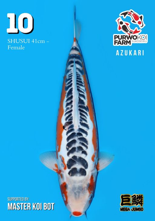 Lelang Koi Online, Jual Beli Ikan Koi, Pusat Jual Beli Koi, Info Lelang Koi Hari Ini, Platform Jual Beli Koi, Jual Beli Ikan Koi Online, Marketplace Ikan Koi, Jual Koi Terbaik, Tempat Beli Koi Berkualitas, Pasar Ikan Koi Online Terpercaya, Penjual Ikan Koi Terpercaya, Beli Koi Hias Online, Ikan Koi untuk Dijual, Koi Kualitas Terbaik, Toko Online Ikan Koi, Koi Hias Untuk Dijual, Jual Beli Ikan Koi Lokal, Koi Indonesia Online, Pusat Jual Beli Koi Terbesar