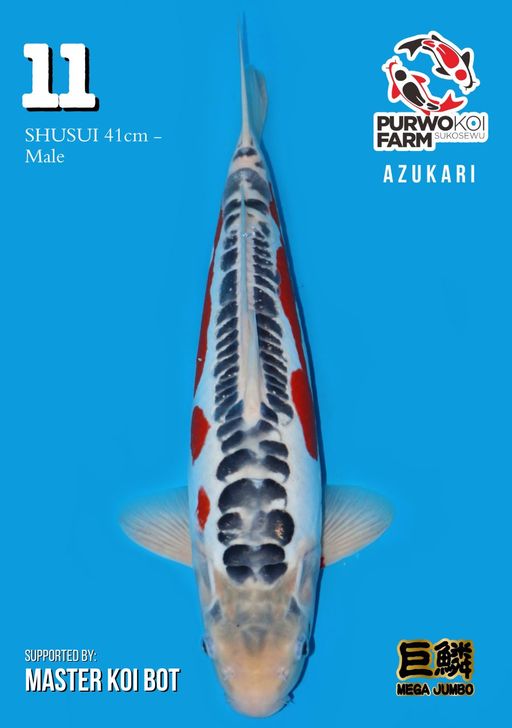 Lelang Koi Online, Jual Beli Ikan Koi, Pusat Jual Beli Koi, Info Lelang Koi Hari Ini, Platform Jual Beli Koi, Jual Beli Ikan Koi Online, Marketplace Ikan Koi, Jual Koi Terbaik, Tempat Beli Koi Berkualitas, Pasar Ikan Koi Online Terpercaya, Penjual Ikan Koi Terpercaya, Beli Koi Hias Online, Ikan Koi untuk Dijual, Koi Kualitas Terbaik, Toko Online Ikan Koi, Koi Hias Untuk Dijual, Jual Beli Ikan Koi Lokal, Koi Indonesia Online, Pusat Jual Beli Koi Terbesar