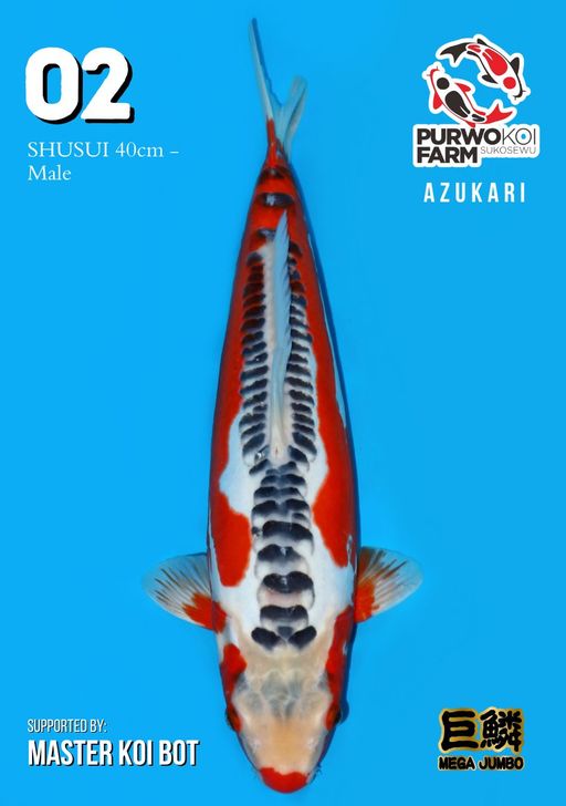 Lelang Koi Online, Jual Beli Ikan Koi, Pusat Jual Beli Koi, Info Lelang Koi Hari Ini, Platform Jual Beli Koi, Jual Beli Ikan Koi Online, Marketplace Ikan Koi, Jual Koi Terbaik, Tempat Beli Koi Berkualitas, Pasar Ikan Koi Online Terpercaya, Penjual Ikan Koi Terpercaya, Beli Koi Hias Online, Ikan Koi untuk Dijual, Koi Kualitas Terbaik, Toko Online Ikan Koi, Koi Hias Untuk Dijual, Jual Beli Ikan Koi Lokal, Koi Indonesia Online, Pusat Jual Beli Koi Terbesar