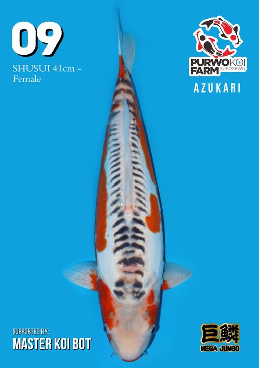 Lelang Koi Online, Jual Beli Ikan Koi, Pusat Jual Beli Koi, Info Lelang Koi Hari Ini, Platform Jual Beli Koi, Jual Beli Ikan Koi Online, Marketplace Ikan Koi, Jual Koi Terbaik, Tempat Beli Koi Berkualitas, Pasar Ikan Koi Online Terpercaya, Penjual Ikan Koi Terpercaya, Beli Koi Hias Online, Ikan Koi untuk Dijual, Koi Kualitas Terbaik, Toko Online Ikan Koi, Koi Hias Untuk Dijual, Jual Beli Ikan Koi Lokal, Koi Indonesia Online, Pusat Jual Beli Koi Terbesar