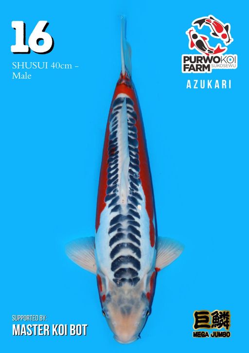 Lelang Koi Online, Jual Beli Ikan Koi, Pusat Jual Beli Koi, Info Lelang Koi Hari Ini, Platform Jual Beli Koi, Jual Beli Ikan Koi Online, Marketplace Ikan Koi, Jual Koi Terbaik, Tempat Beli Koi Berkualitas, Pasar Ikan Koi Online Terpercaya, Penjual Ikan Koi Terpercaya, Beli Koi Hias Online, Ikan Koi untuk Dijual, Koi Kualitas Terbaik, Toko Online Ikan Koi, Koi Hias Untuk Dijual, Jual Beli Ikan Koi Lokal, Koi Indonesia Online, Pusat Jual Beli Koi Terbesar