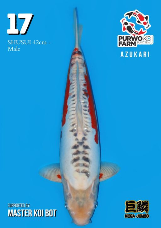 Lelang Koi Online, Jual Beli Ikan Koi, Pusat Jual Beli Koi, Info Lelang Koi Hari Ini, Platform Jual Beli Koi, Jual Beli Ikan Koi Online, Marketplace Ikan Koi, Jual Koi Terbaik, Tempat Beli Koi Berkualitas, Pasar Ikan Koi Online Terpercaya, Penjual Ikan Koi Terpercaya, Beli Koi Hias Online, Ikan Koi untuk Dijual, Koi Kualitas Terbaik, Toko Online Ikan Koi, Koi Hias Untuk Dijual, Jual Beli Ikan Koi Lokal, Koi Indonesia Online, Pusat Jual Beli Koi Terbesar