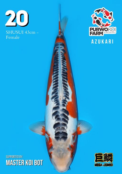 Lelang Koi Online, Jual Beli Ikan Koi, Pusat Jual Beli Koi, Info Lelang Koi Hari Ini, Platform Jual Beli Koi, Jual Beli Ikan Koi Online, Marketplace Ikan Koi, Jual Koi Terbaik, Tempat Beli Koi Berkualitas, Pasar Ikan Koi Online Terpercaya, Penjual Ikan Koi Terpercaya, Beli Koi Hias Online, Ikan Koi untuk Dijual, Koi Kualitas Terbaik, Toko Online Ikan Koi, Koi Hias Untuk Dijual, Jual Beli Ikan Koi Lokal, Koi Indonesia Online, Pusat Jual Beli Koi Terbesar