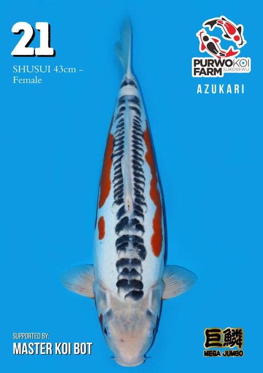 Lelang Koi Online, Jual Beli Ikan Koi, Pusat Jual Beli Koi, Info Lelang Koi Hari Ini, Platform Jual Beli Koi, Jual Beli Ikan Koi Online, Marketplace Ikan Koi, Jual Koi Terbaik, Tempat Beli Koi Berkualitas, Pasar Ikan Koi Online Terpercaya, Penjual Ikan Koi Terpercaya, Beli Koi Hias Online, Ikan Koi untuk Dijual, Koi Kualitas Terbaik, Toko Online Ikan Koi, Koi Hias Untuk Dijual, Jual Beli Ikan Koi Lokal, Koi Indonesia Online, Pusat Jual Beli Koi Terbesar