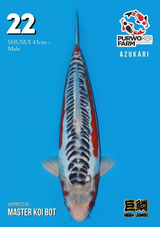 Lelang Koi Online, Jual Beli Ikan Koi, Pusat Jual Beli Koi, Info Lelang Koi Hari Ini, Platform Jual Beli Koi, Jual Beli Ikan Koi Online, Marketplace Ikan Koi, Jual Koi Terbaik, Tempat Beli Koi Berkualitas, Pasar Ikan Koi Online Terpercaya, Penjual Ikan Koi Terpercaya, Beli Koi Hias Online, Ikan Koi untuk Dijual, Koi Kualitas Terbaik, Toko Online Ikan Koi, Koi Hias Untuk Dijual, Jual Beli Ikan Koi Lokal, Koi Indonesia Online, Pusat Jual Beli Koi Terbesar