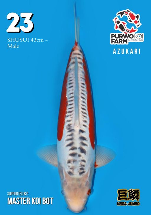 Lelang Koi Online, Jual Beli Ikan Koi, Pusat Jual Beli Koi, Info Lelang Koi Hari Ini, Platform Jual Beli Koi, Jual Beli Ikan Koi Online, Marketplace Ikan Koi, Jual Koi Terbaik, Tempat Beli Koi Berkualitas, Pasar Ikan Koi Online Terpercaya, Penjual Ikan Koi Terpercaya, Beli Koi Hias Online, Ikan Koi untuk Dijual, Koi Kualitas Terbaik, Toko Online Ikan Koi, Koi Hias Untuk Dijual, Jual Beli Ikan Koi Lokal, Koi Indonesia Online, Pusat Jual Beli Koi Terbesar