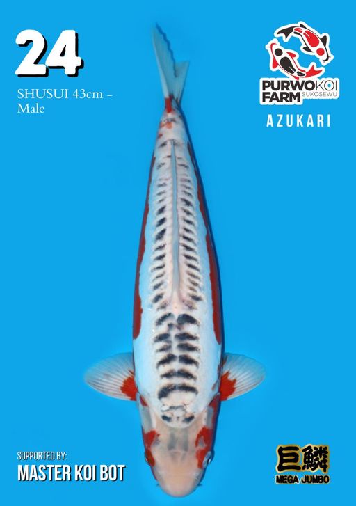 Lelang Koi Online, Jual Beli Ikan Koi, Pusat Jual Beli Koi, Info Lelang Koi Hari Ini, Platform Jual Beli Koi, Jual Beli Ikan Koi Online, Marketplace Ikan Koi, Jual Koi Terbaik, Tempat Beli Koi Berkualitas, Pasar Ikan Koi Online Terpercaya, Penjual Ikan Koi Terpercaya, Beli Koi Hias Online, Ikan Koi untuk Dijual, Koi Kualitas Terbaik, Toko Online Ikan Koi, Koi Hias Untuk Dijual, Jual Beli Ikan Koi Lokal, Koi Indonesia Online, Pusat Jual Beli Koi Terbesar