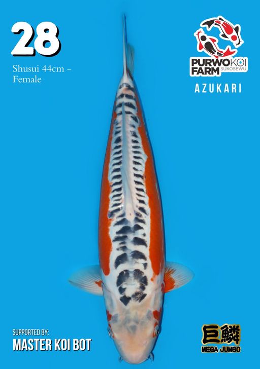 Lelang Koi Online, Jual Beli Ikan Koi, Pusat Jual Beli Koi, Info Lelang Koi Hari Ini, Platform Jual Beli Koi, Jual Beli Ikan Koi Online, Marketplace Ikan Koi, Jual Koi Terbaik, Tempat Beli Koi Berkualitas, Pasar Ikan Koi Online Terpercaya, Penjual Ikan Koi Terpercaya, Beli Koi Hias Online, Ikan Koi untuk Dijual, Koi Kualitas Terbaik, Toko Online Ikan Koi, Koi Hias Untuk Dijual, Jual Beli Ikan Koi Lokal, Koi Indonesia Online, Pusat Jual Beli Koi Terbesar