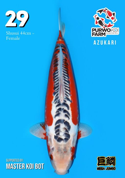 Lelang Koi Online, Jual Beli Ikan Koi, Pusat Jual Beli Koi, Info Lelang Koi Hari Ini, Platform Jual Beli Koi, Jual Beli Ikan Koi Online, Marketplace Ikan Koi, Jual Koi Terbaik, Tempat Beli Koi Berkualitas, Pasar Ikan Koi Online Terpercaya, Penjual Ikan Koi Terpercaya, Beli Koi Hias Online, Ikan Koi untuk Dijual, Koi Kualitas Terbaik, Toko Online Ikan Koi, Koi Hias Untuk Dijual, Jual Beli Ikan Koi Lokal, Koi Indonesia Online, Pusat Jual Beli Koi Terbesar