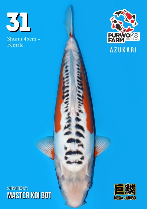 Lelang Koi Online, Jual Beli Ikan Koi, Pusat Jual Beli Koi, Info Lelang Koi Hari Ini, Platform Jual Beli Koi, Jual Beli Ikan Koi Online, Marketplace Ikan Koi, Jual Koi Terbaik, Tempat Beli Koi Berkualitas, Pasar Ikan Koi Online Terpercaya, Penjual Ikan Koi Terpercaya, Beli Koi Hias Online, Ikan Koi untuk Dijual, Koi Kualitas Terbaik, Toko Online Ikan Koi, Koi Hias Untuk Dijual, Jual Beli Ikan Koi Lokal, Koi Indonesia Online, Pusat Jual Beli Koi Terbesar