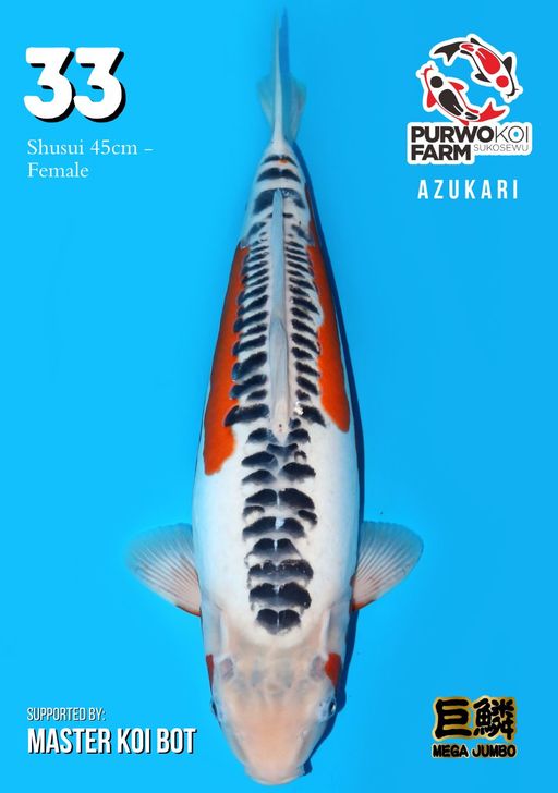 Lelang Koi Online, Jual Beli Ikan Koi, Pusat Jual Beli Koi, Info Lelang Koi Hari Ini, Platform Jual Beli Koi, Jual Beli Ikan Koi Online, Marketplace Ikan Koi, Jual Koi Terbaik, Tempat Beli Koi Berkualitas, Pasar Ikan Koi Online Terpercaya, Penjual Ikan Koi Terpercaya, Beli Koi Hias Online, Ikan Koi untuk Dijual, Koi Kualitas Terbaik, Toko Online Ikan Koi, Koi Hias Untuk Dijual, Jual Beli Ikan Koi Lokal, Koi Indonesia Online, Pusat Jual Beli Koi Terbesar