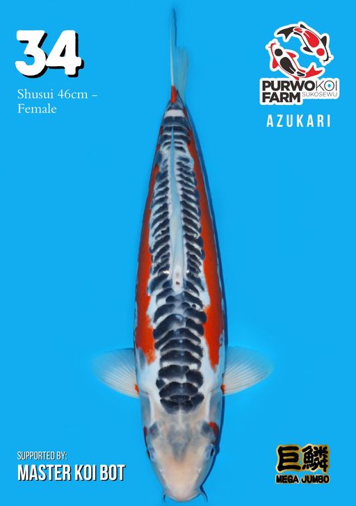 Lelang Koi Online, Jual Beli Ikan Koi, Pusat Jual Beli Koi, Info Lelang Koi Hari Ini, Platform Jual Beli Koi, Jual Beli Ikan Koi Online, Marketplace Ikan Koi, Jual Koi Terbaik, Tempat Beli Koi Berkualitas, Pasar Ikan Koi Online Terpercaya, Penjual Ikan Koi Terpercaya, Beli Koi Hias Online, Ikan Koi untuk Dijual, Koi Kualitas Terbaik, Toko Online Ikan Koi, Koi Hias Untuk Dijual, Jual Beli Ikan Koi Lokal, Koi Indonesia Online, Pusat Jual Beli Koi Terbesar