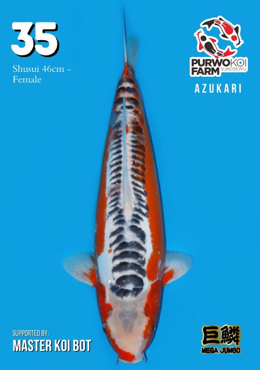 Lelang Koi Online, Jual Beli Ikan Koi, Pusat Jual Beli Koi, Info Lelang Koi Hari Ini, Platform Jual Beli Koi, Jual Beli Ikan Koi Online, Marketplace Ikan Koi, Jual Koi Terbaik, Tempat Beli Koi Berkualitas, Pasar Ikan Koi Online Terpercaya, Penjual Ikan Koi Terpercaya, Beli Koi Hias Online, Ikan Koi untuk Dijual, Koi Kualitas Terbaik, Toko Online Ikan Koi, Koi Hias Untuk Dijual, Jual Beli Ikan Koi Lokal, Koi Indonesia Online, Pusat Jual Beli Koi Terbesar